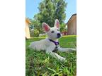 Adopt Darla a White German Shepherd Dog / Mixed dog in Winter Springs