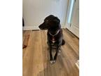 Adopt Lefty a Black - with White Labrador Retriever / Greyhound / Mixed dog in
