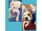 Adopt Tobias a Brown/Chocolate - with White American Pit Bull Terrier / Mixed
