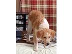 Adopt JOY a Great Pyrenees / Mixed Breed (Medium) / Mixed dog in Roanoke
