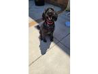 Adopt Goosie a Labrador Retriever / Poodle (Standard) / Mixed dog in Madison