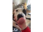 Adopt Quavo a Black - with White Mutt / Mixed dog in Jacksonville, FL (41457132)