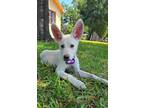 Adopt Christy a White German Shepherd Dog / Mixed dog in Winter Springs