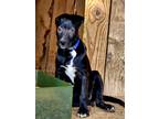 Adopt Laddy a Black - with White Labrador Retriever / Mixed Breed (Large) /