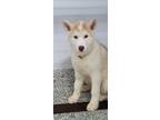 Adopt AUSTIN a Siberian Husky, Akita