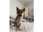 Adopt Bbosoon a Brown/Chocolate - with Black Pomeranian / Terrier (Unknown Type