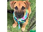 Adopt Pup a Red/Golden/Orange/Chestnut - with Black Labrador Retriever / Black