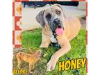 Adopt Honey a Tan/Yellow/Fawn - with Black Mastiff / Mixed dog in Grand Bay