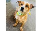 Adopt Bohdi a Merle Australian Cattle Dog / Terrier (Unknown Type