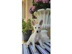 Adopt Abby a White German Shepherd Dog / Mixed dog in Winter Springs