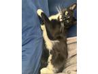 Adopt Walley a Black & White or Tuxedo American Shorthair / Mixed (short coat)