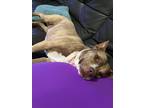 Adopt Pepper a Brindle - with White Mutt / Mixed dog in Palm Beach Gardens