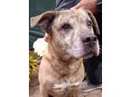 Adopt Bolto a Anatolian Shepherd / Mixed Breed (Medium) / Mixed dog in POMONA