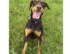 Adopt Fendi a Red/Golden/Orange/Chestnut Doberman Pinscher / Mixed dog in