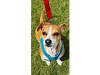 Adopt Ginger Marley a Tan/Yellow/Fawn - with White Jack Russell Terrier / Parson