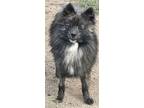 Adopt Brandon a Brindle - with White Pomeranian / Mixed dog in Capistrano Beach