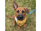 Adopt Sardonyx a Shepherd (Unknown Type) / Australian Kelpie / Mixed dog in San