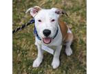 Adopt Tyler (Eloise Pup) a White Wirehaired Fox Terrier / Terrier (Unknown Type