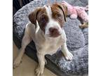 Adopt Bumblebee Pup - Diggerbee - Adopted! a White Pointer / Terrier (Unknown