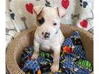 Adopt Casper a White - with Tan, Yellow or Fawn Border Collie / Shepherd