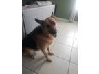 Adopt Soja a Brown/Chocolate - with Black German Shepherd Dog / Mixed dog in
