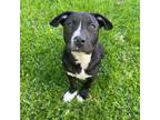 Adopt Lucas Till a Black - with White American Staffordshire Terrier / American