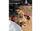 Adopt Welch a Brindle Black Mouth Cur / Jindo / Mixed dog in Torrance