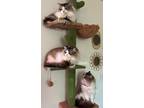 Adopt Larry a Gray or Blue (Mostly) RagaMuffin (medium coat) cat in Ennis