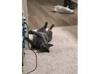 Adopt Munchkin a Gray or Blue Russian Blue (short coat) cat in Rock Hill