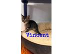 Adopt Kitten: Vincent *Featured at the Petco in Columbia