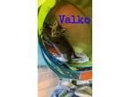 Adopt Kitten: Valko *Featured at the Petco in Columbia, MD* a Domestic Short