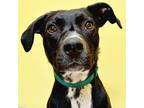 Adopt Lola a Black - with White Labrador Retriever / Mixed dog in Jefferson