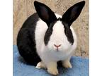 Adopt Candy - Bonded with Cookie a Black Dutch / Mixed (short coat) rabbit in