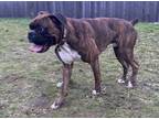 Adopt Otto a Brown/Chocolate - with White Boxer / Mixed dog in Hillsboro