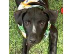 Adopt Percy a Black Labrador Retriever / Black Mouth Cur / Mixed dog in Grand