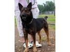 Adopt Brock a Black - with Tan, Yellow or Fawn Australian Kelpie / German