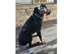 Adopt Cooper a Black - with Tan, Yellow or Fawn Doberman Pinscher / Mixed dog in