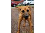 Adopt Bart a Red/Golden/Orange/Chestnut - with Black Black Mouth Cur / Mixed dog