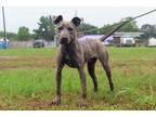 Adopt Baloo a Brindle American Pit Bull Terrier / Mixed dog in Jacksonville