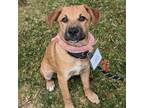 Adopt Phillip (Eloise Pup) a Wirehaired Fox Terrier / Terrier (Unknown Type