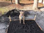Adopt Fate a Tan/Yellow/Fawn - with White Mutt / Mixed dog in Columbia
