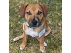 Adopt Charlie (Eloise Pup) a Wirehaired Fox Terrier / Terrier (Unknown Type