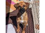 Adopt Boston Pup - Tea Party a Terrier (Unknown Type, Medium) / Shepherd