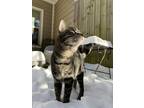 Adopt Wendell a Brown Tabby American Shorthair / Mixed (short coat) cat in