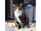 Adopt Whiskers a Gray or Blue Domestic Mediumhair / Mixed Breed (Medium) / Mixed