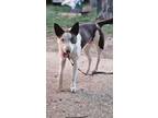 Adopt Dudley a Border Collie