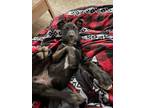 Adopt Charlie a Black Mixed Breed (Small) / Mixed Breed (Medium) / Mixed (short