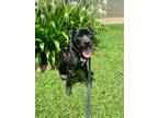 Adopt Derrick Ark Dreamy Puppy a Black American Pit Bull Terrier dog in Provo