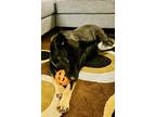 Adopt Kona a Black - with Tan, Yellow or Fawn German Shepherd Dog / Mixed dog in