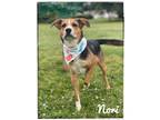 Adopt Nori a Tricolor (Tan/Brown & Black & White) Australian Shepherd dog in